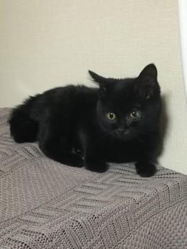 可愛い黒猫の男の子