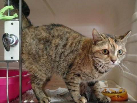 飼い主さんが病気で長期入院の子