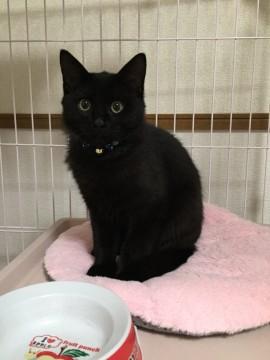 すりすりストーカー猫