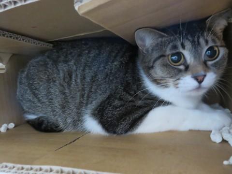 内弁慶なきじしろ姉さん