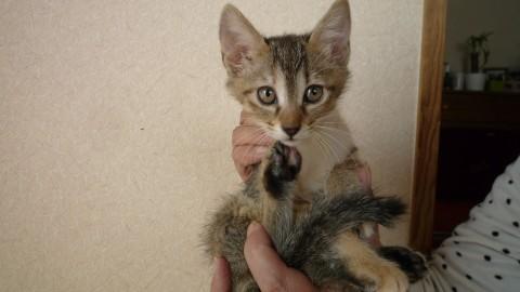 しっぽが綺麗な子猫です。