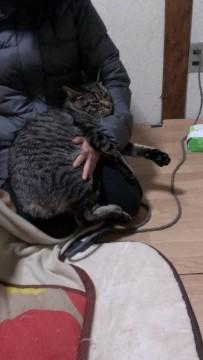 おっとり癒し系イクメンパパ