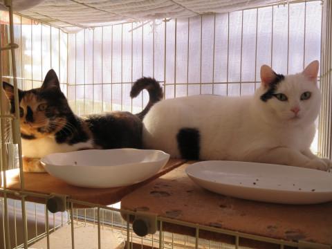 ゴマちゃん（特大）