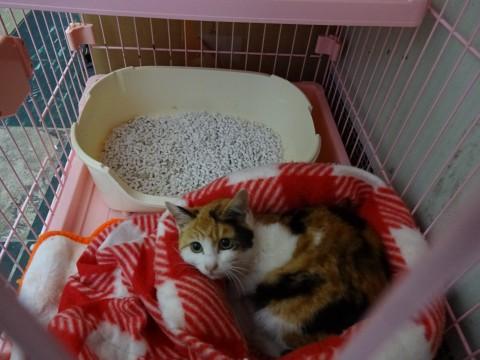 怖いけど甘えたい三毛猫ちゃん