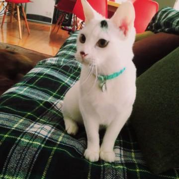 凛々しいイケネコ！