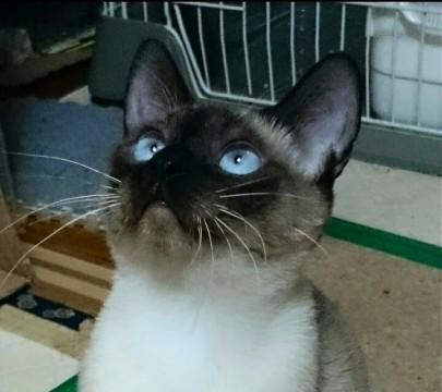 抱っこも好き☆落ち着いた子です