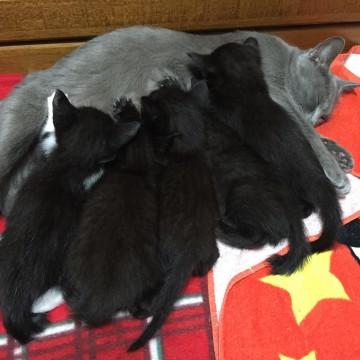 片方だけ靴下猫ちゃん