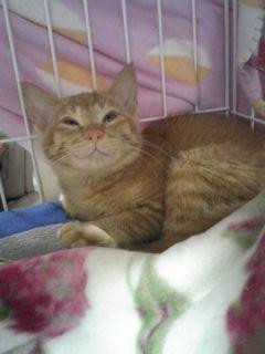 全身茶とらの男の子です。