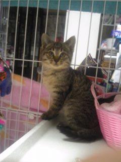 全身きじとらの男の子です。