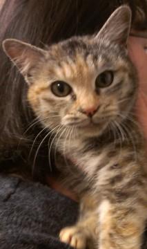 まん丸ふくふくのおんなのこ