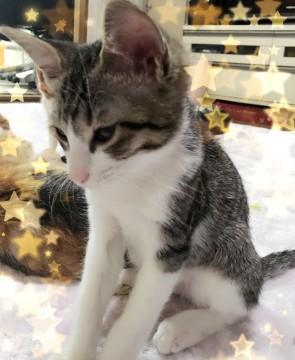 猫]大阪府の里親募集 サバトラのハチワレくん