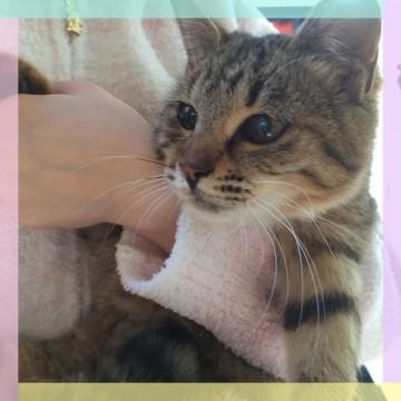 ネコ初心者さんにオススメ！