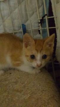 茶白娘、生後２か月