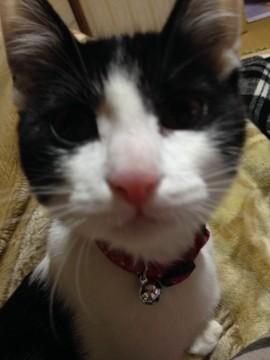 ハチワレのおてんばさん！