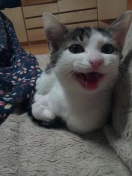 お転婆娘のきじ白美猫