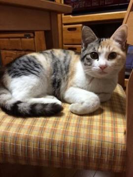 野良猫の子猫達のお姉ちゃん