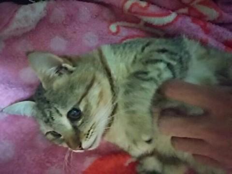 地域猫現場遺棄のキジトラ女の子
