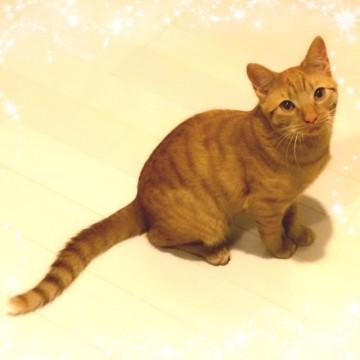 10ヶ月の甘えん坊の茶トラの子猫