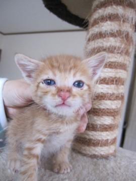 小柄な茶とら　離乳中