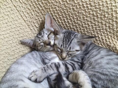 人見知りなしの坊とお嬢兄妹
