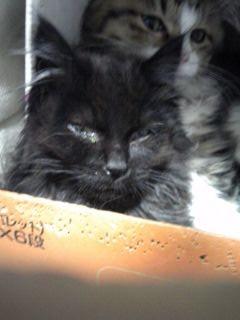 洋猫ミックスです。