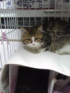 洋猫ミックスです。