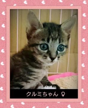 元気な キジ虎  女子