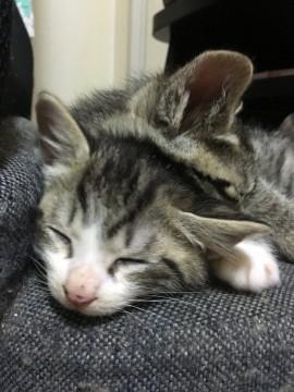 甘えん坊で大人しい子猫
