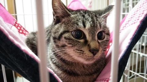とってもキュートなキジ猫さん