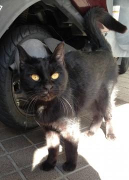 人懐っこい黒猫ちゃん！