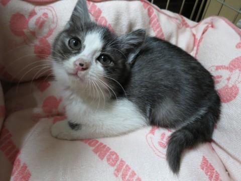 元気な子猫ちゃん