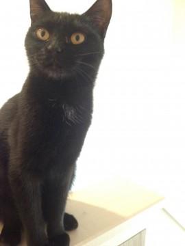 とっても甘えるのが好きな黒猫です