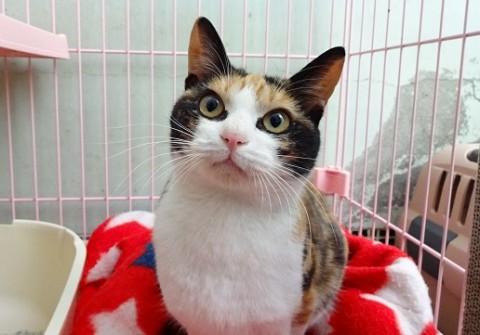 三毛猫ちゃん