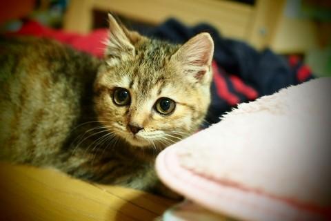 瞳の大きな美猫
