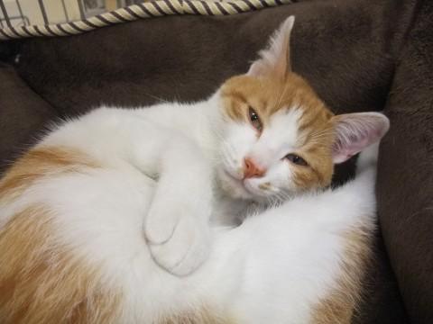 子供が拾って来ました。