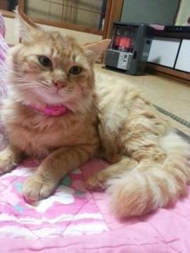 長毛茶トラの可愛い男の子