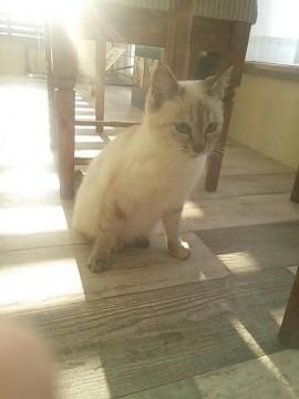 人慣れ抜群の子猫