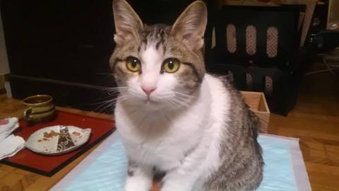 穏やかなハンサム猫です