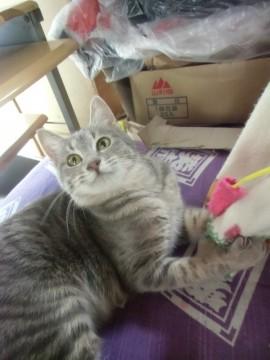 元気いっぱいの美猫さんです！