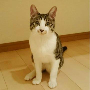 メロメロ甘えん坊の男の子です