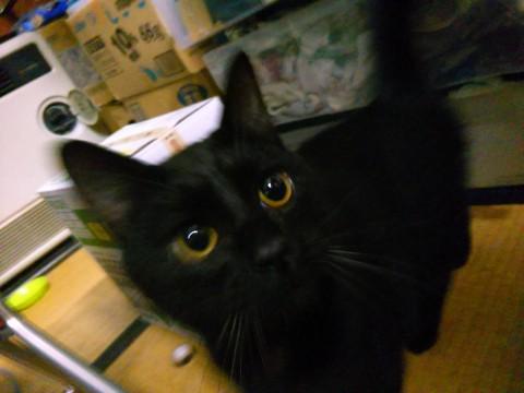 行き場の無い。人懐こい黒猫です