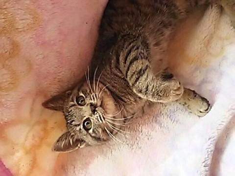 地域猫現場に遺棄された仔猫