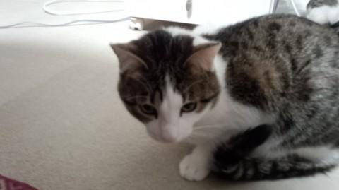 8ヶ月小顔美形キジ/ブチ兄弟姉妹