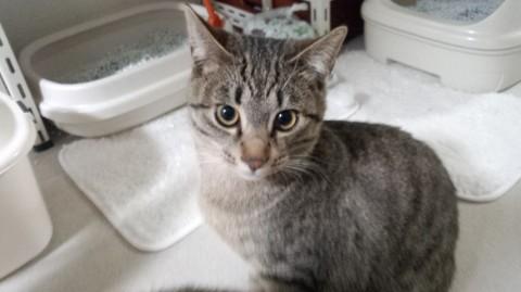 １０ヶ月小顔美形キジ兄弟姉妹