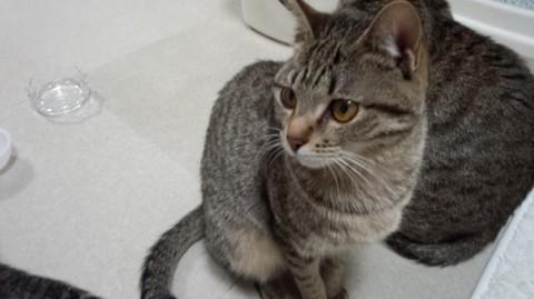 10ヶ月小顔美形キジ兄弟姉妹