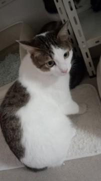 10ヶ月　美形キジブチ兄弟