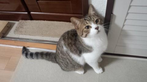 10ヶ月美形キジブチ兄弟