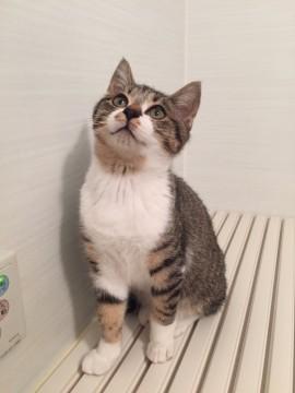 かわいい子猫の３兄弟です。わらび