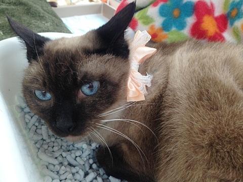 可愛いシャムミックスの女の子