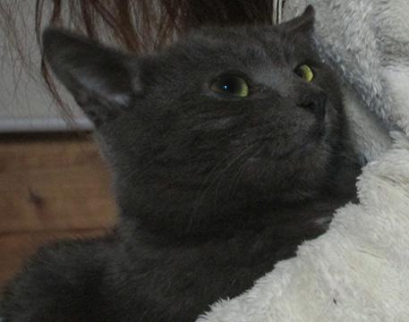 愛護センターの猫ちゃん★行政